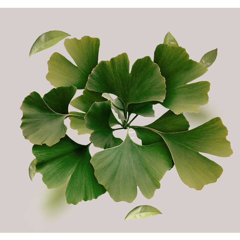 Ginkgo-extrakt