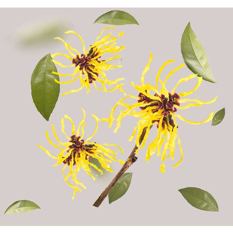 hamamelis-01 Hamamelisblüten und Blätter, zentral für die Formulierung des Balancing & Mattifying Face Gel von RAU Cosmetics, hervorgehoben in gelbem und grünem Farbton auf grauem Hintergrund.