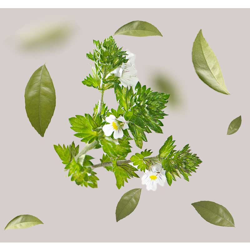 augentrost Augentrost-Pflanze mit weißen Blüten und grünen Blättern, umgeben von weiteren Blättern, symbolisiert die Hauptbestandteile der RAU Eye Lifting Ampullen zur Hautregeneration und Faltenreduktion.