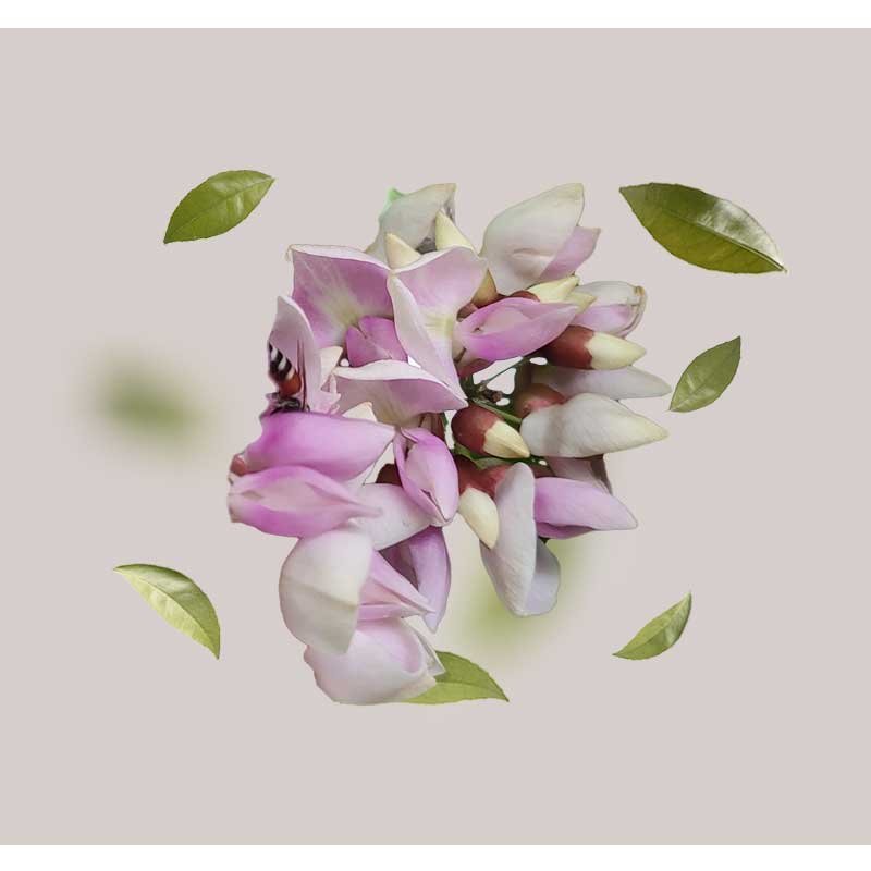 caranja-oil Blüten der Karanja-Blume mit grünen Blättern repräsentieren die natürlichen Inhaltsstoffe der Sonnenschutzprodukte von RAU Cosmetics.