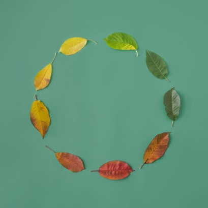 skin_cycling Kreis aus bunten Blättern auf grünem Hintergrund, symbolisiert den Wechsel der Jahreszeiten und die Hautpflege-Routine Skin Cycling.